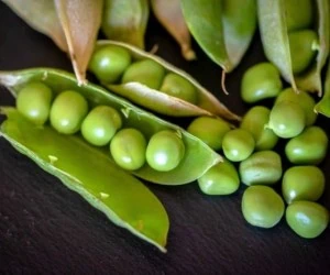 خواص دارویی متعدد و بی نظیر نخود فرنگی + عوارض نخود سبز