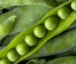 نخود فرنگی برای لاغری