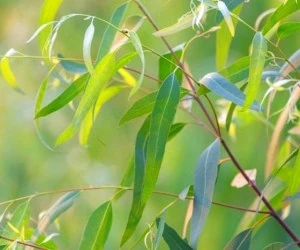 خواص اکالیپتوس