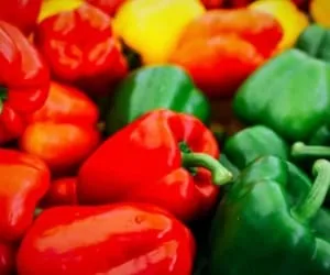 حساسیت به فلفل دلمه ای