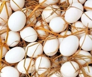 مرغ یا تخم مرغ