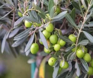 برگ زیتون