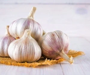 نگه داشتن سیر تازه