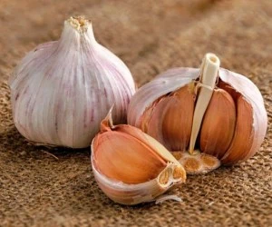 خوردن سیر
