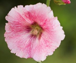 خواص گل ختمی