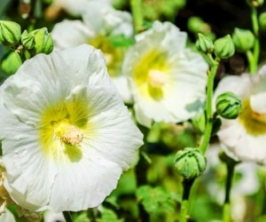 ماسک گل ختمی