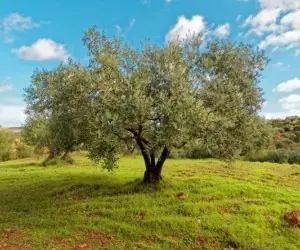 دستمال توالت