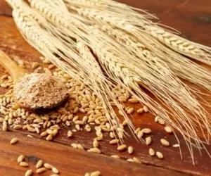 روغن جوانه گندم