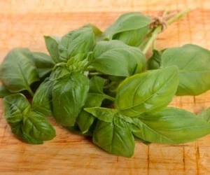 روش کاشت و پرورش ریحان