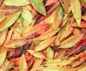 علت ریزش برگ درختان