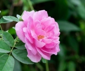 خواص گل محمدی