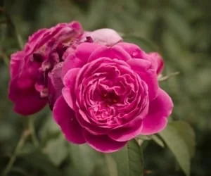 روغن گل محمدی 