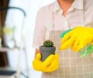 آبیاری کاکتوس