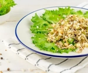 جوانه گندم