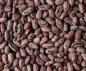 لوبیا چیتی