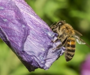 درمان نیش زنبور