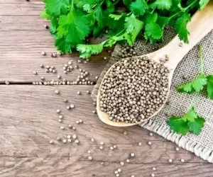 خواص گشنیز