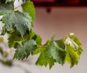 نگهداری برگ مو در فریزر