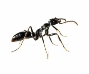 خوراک مورچه