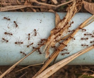 حقایقی درباره مورچه ها