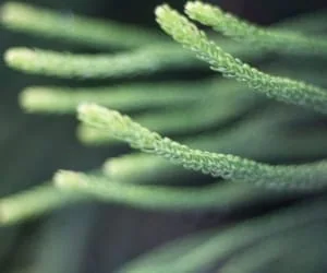 گیاه دم اسبی