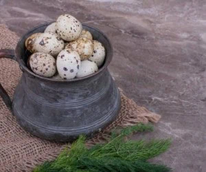 خواص تخم بلدرچین
