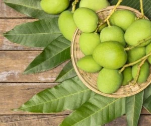 عوارض چغاله بادام