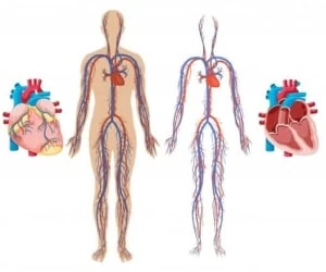 افزایش گردش خون