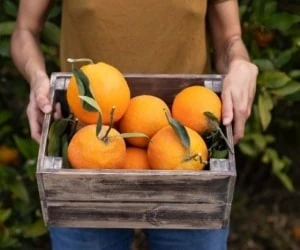 معمای پرتقال فروش