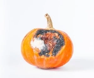 غذای کپک زده