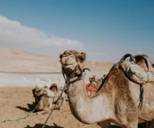 حقایقی در مورد شتر