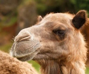 خواص شیر شتر