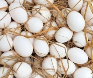 تخم مرغ در یخچال
