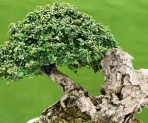 روش نگهداری بن سای