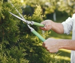 هرس گیاهان آپارتمانی