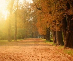 علت تغییر رنگ برگها