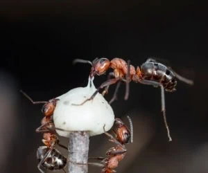 بخیه زدن زخم با مورچه