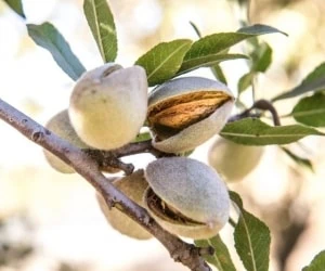 خشک کردن بادام