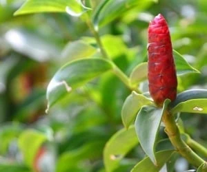 نسخه گیاهی برای باردار شدن
