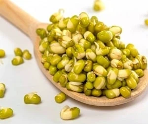 جوانه ماش