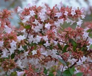 گیاه آبلیا