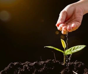  بالاخره آب باران برای گیاهان آپارتمانی خوب است یا بد؟ 