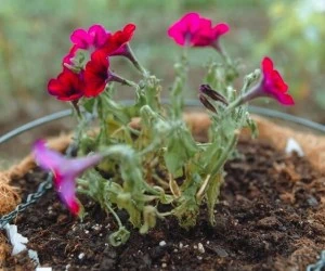 پژمرده نشدن گل طبیعی