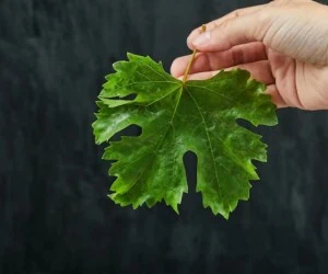 نگهداری برگ مو