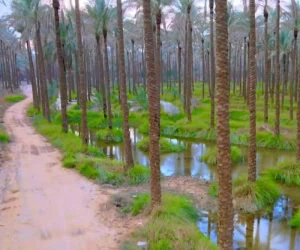 جاذبه های گردشگری بوشهر