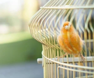 معمای ریاضی