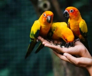 اسم برای پرنده