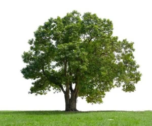 درخت جاودانگی