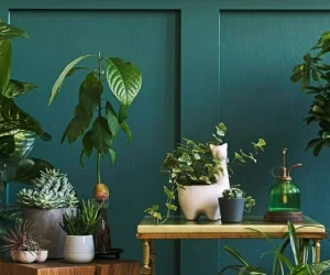  بهترین جای خونه برای رشد گیاهان آپارتمانی 