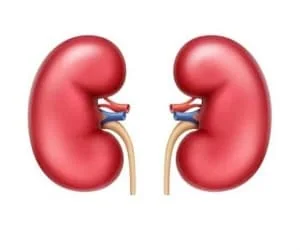 تغذیه کلیه